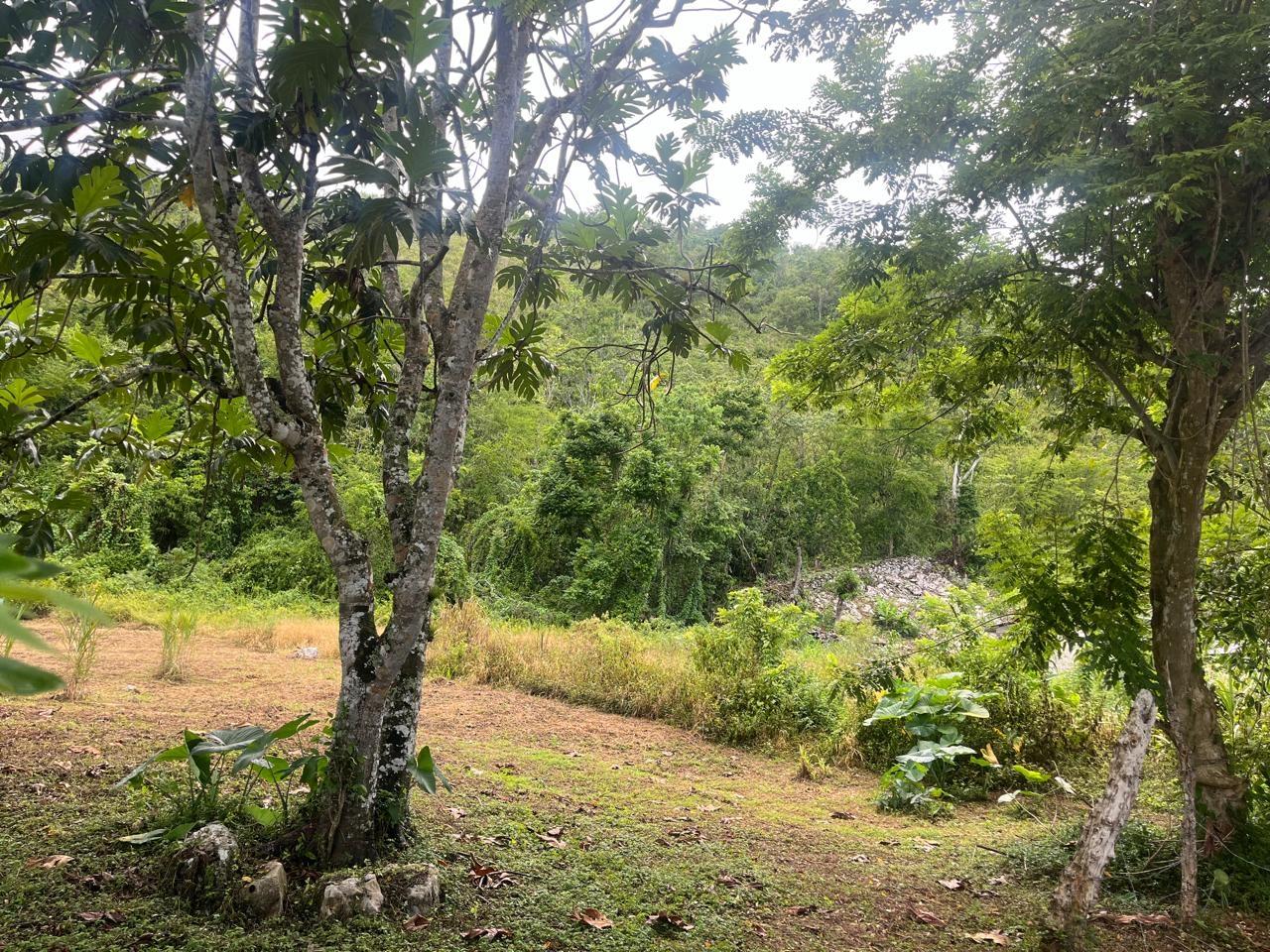 Seventh image of Land Part of New Savannah in New Market, St. Elizabeth, Jamaica - property is For Sale