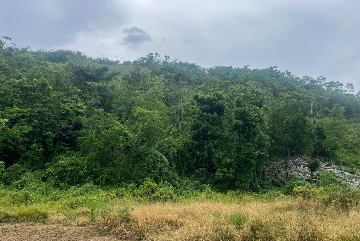 Eighth image of Land Part of New Savannah in New Market, St. Elizabeth, Jamaica - property is For Sale