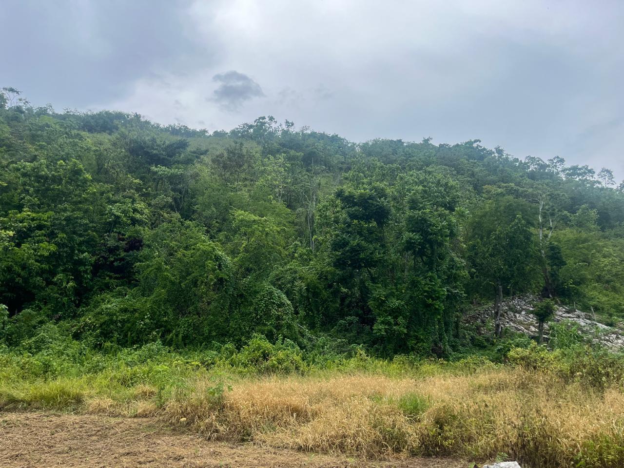 Eighth image of Land Part of New Savannah in New Market, St. Elizabeth, Jamaica - property is For Sale