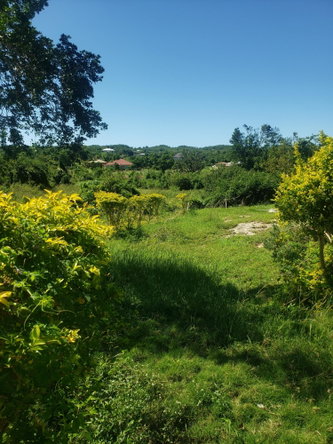 Twenty-Third image of Newell, St. Elizabeth in Newell, St. Elizabeth, Jamaica - property is For Sale