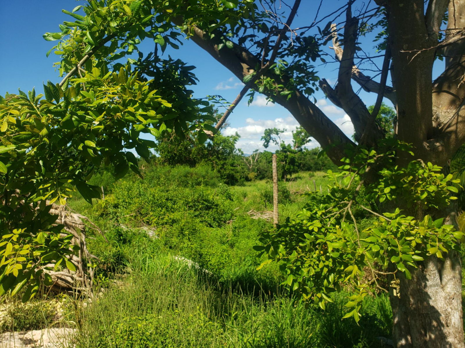 Twenty-Fourth image of Newell, St. Elizabeth in Newell, St. Elizabeth, Jamaica - property is For Sale