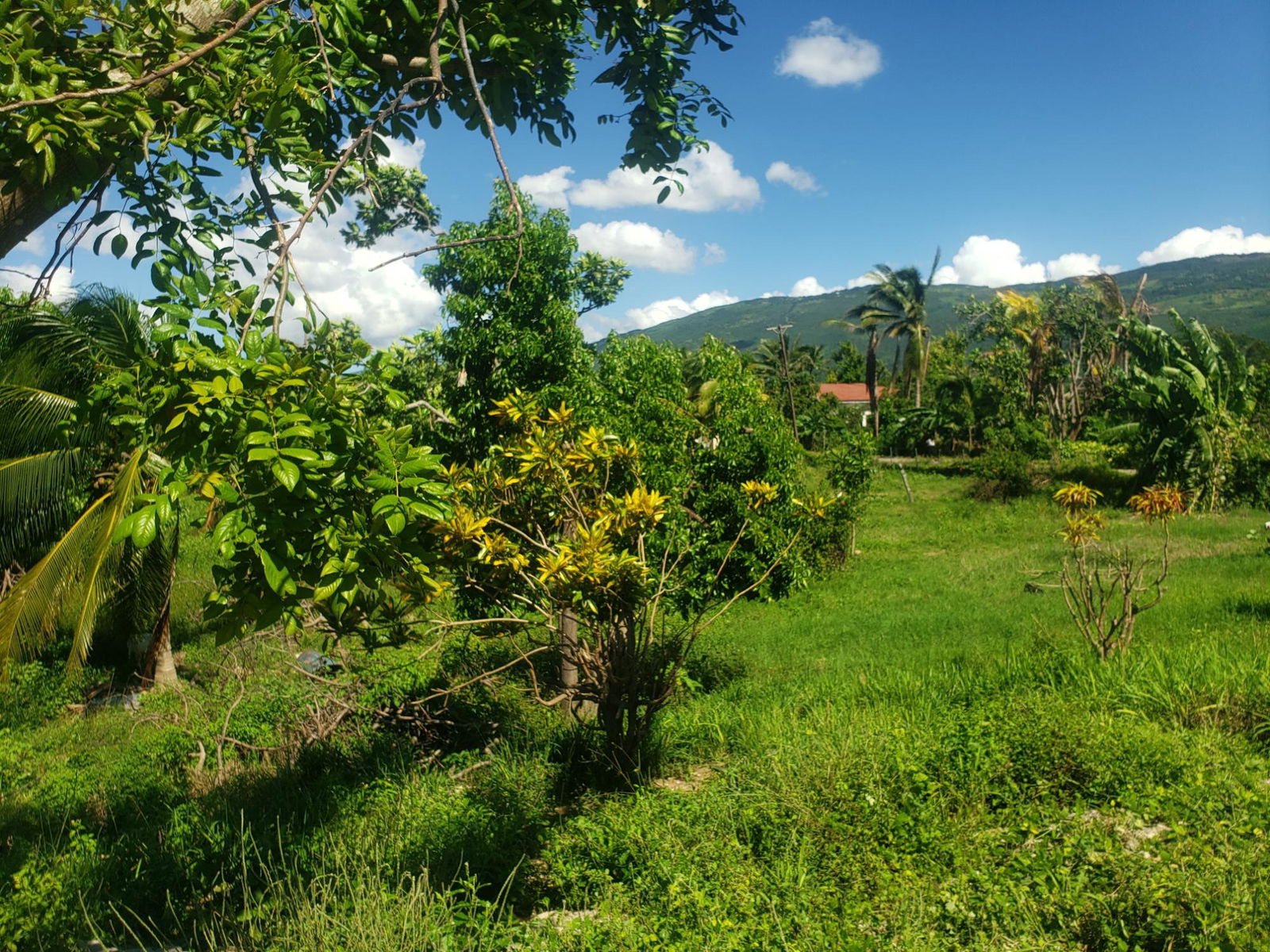Twenty-Fifth image of Newell, St. Elizabeth in Newell, St. Elizabeth, Jamaica - property is For Sale