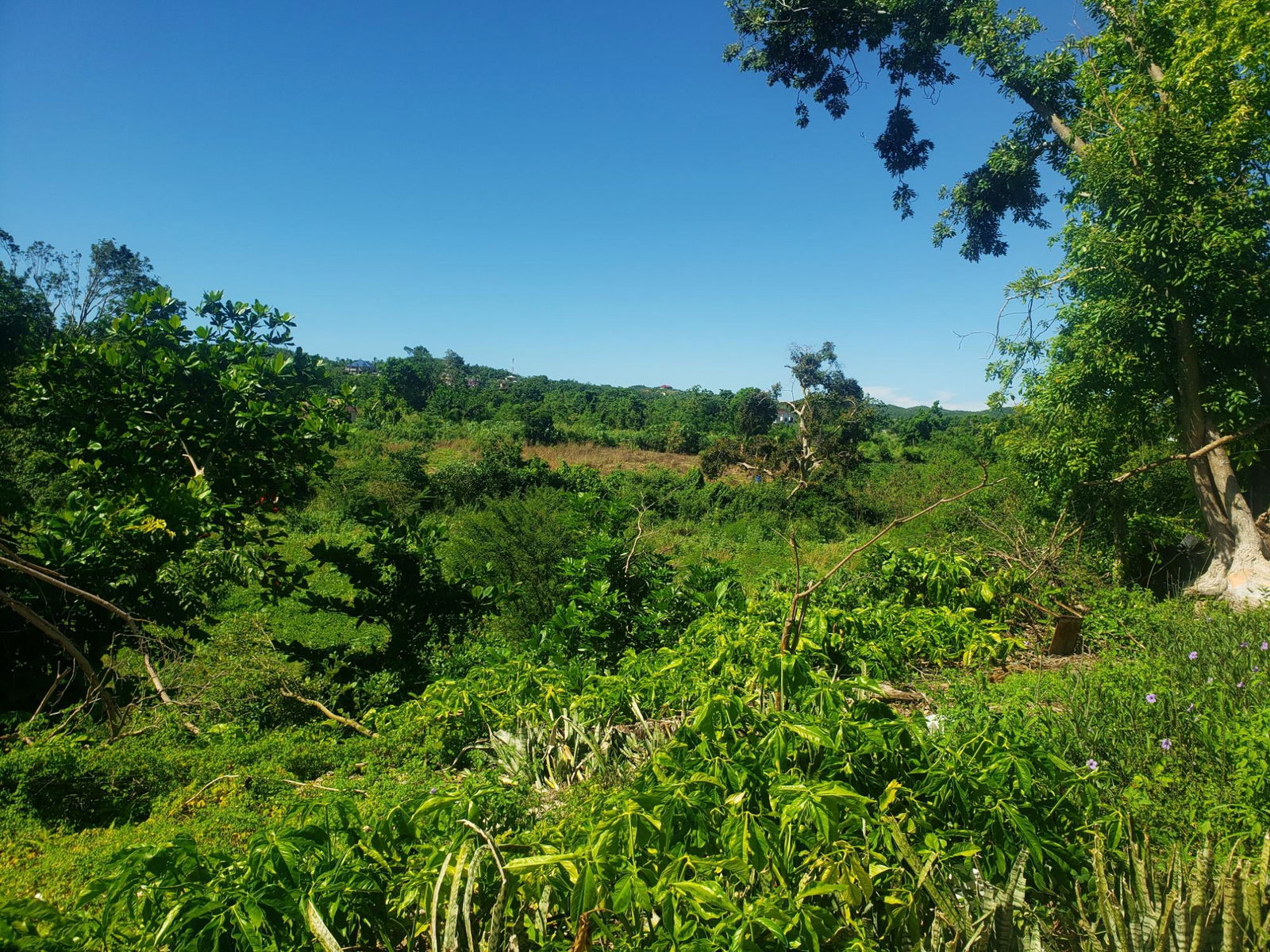 Eighth image of Newell, St. Elizabeth in Newell, St. Elizabeth, Jamaica - property is For Sale