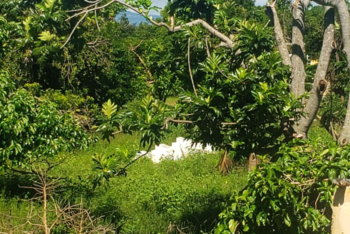 Ninth image of Newell, St. Elizabeth in Newell, St. Elizabeth, Jamaica - property is For Sale