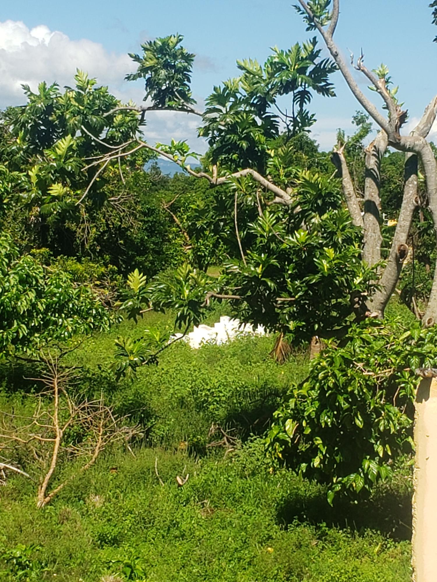 Ninth image of Newell, St. Elizabeth in Newell, St. Elizabeth, Jamaica - property is For Sale