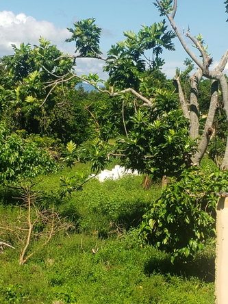 Ninth image of Newell, St. Elizabeth in Newell, St. Elizabeth, Jamaica - property is For Sale
