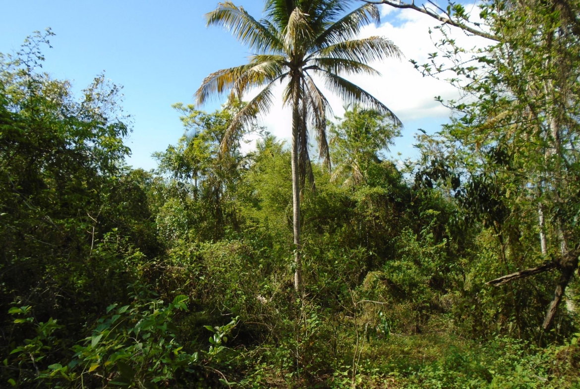 Second image of Dunedin, Cornwall in Lacovia, St. Elizabeth, Jamaica - property is For Sale