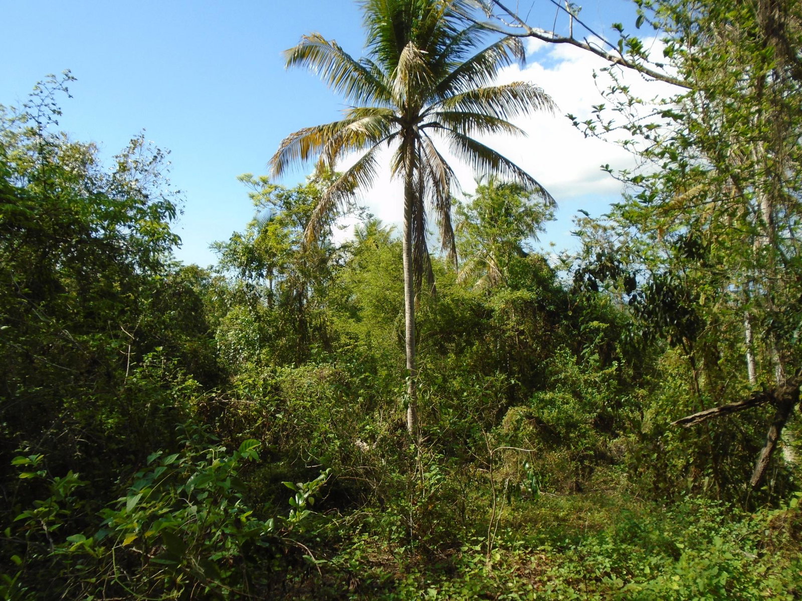 Second image of Dunedin, Cornwall in Lacovia, St. Elizabeth, Jamaica - property is For Sale