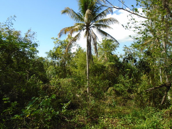 Second image of Dunedin, Cornwall in Lacovia, St. Elizabeth, Jamaica - property is For Sale
