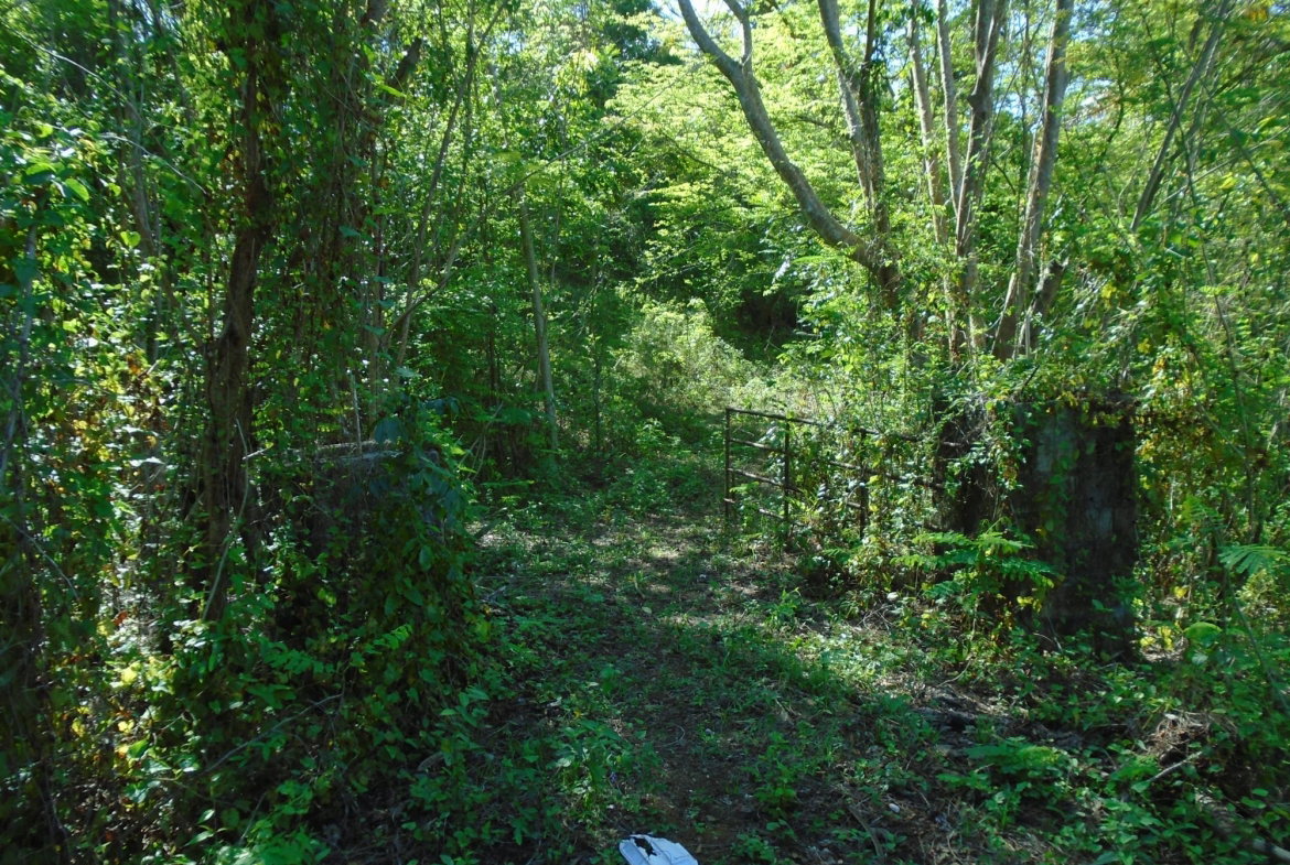 First image of Dunedin, Cornwall in Lacovia, St. Elizabeth, Jamaica - property is For Sale