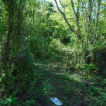 First image of Dunedin, Cornwall in Lacovia, St. Elizabeth, Jamaica - property is For Sale