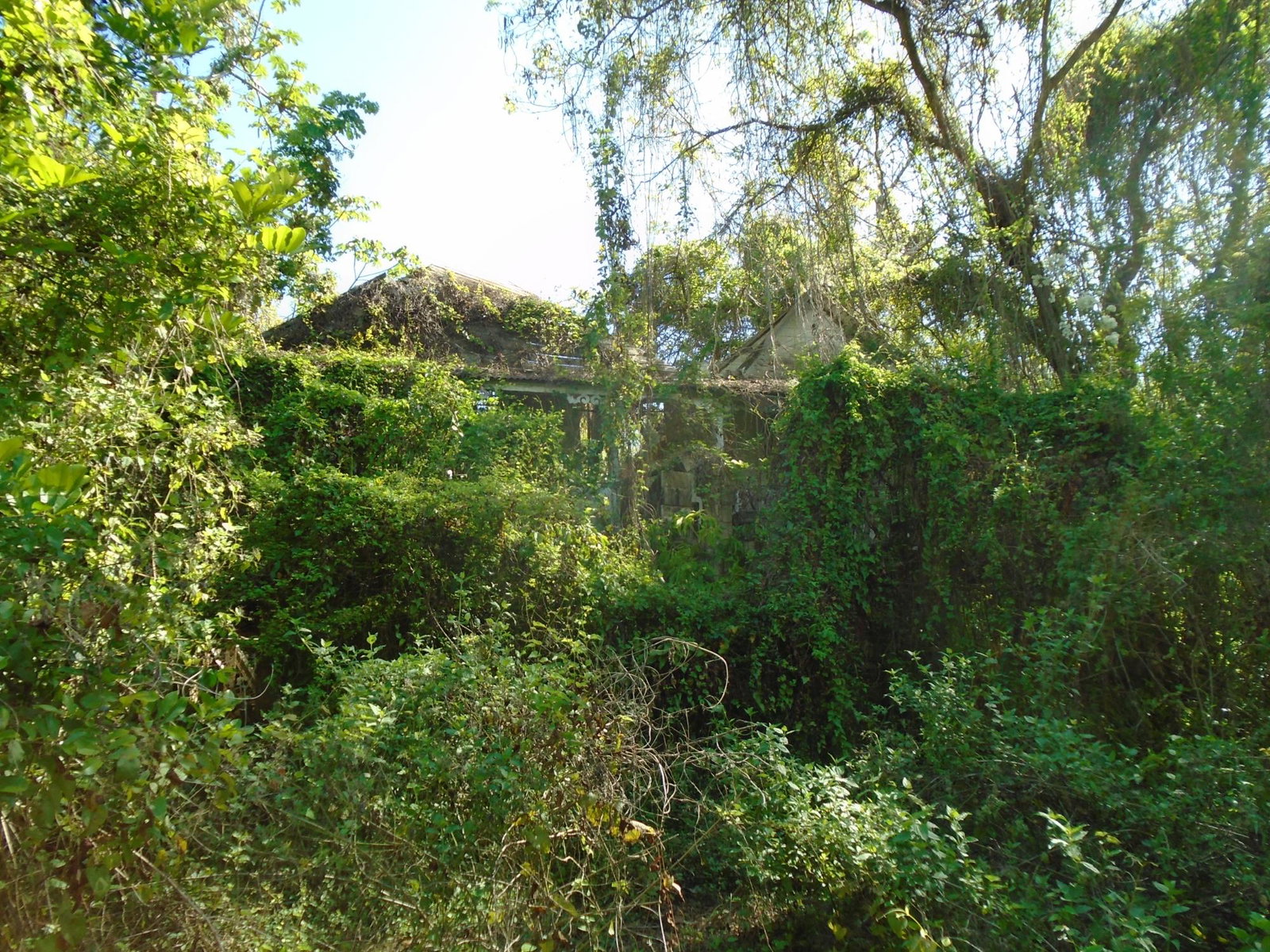Third image of Dunedin, Cornwall in Lacovia, St. Elizabeth, Jamaica - property is For Sale