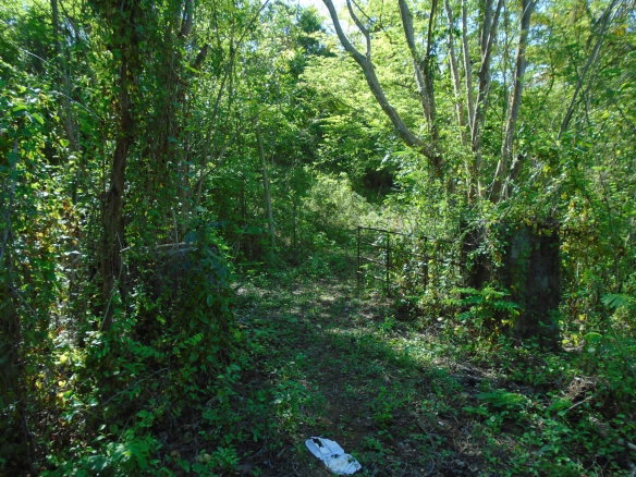 First image of Dunedin, Cornwall in Lacovia, St. Elizabeth, Jamaica - property is For Sale