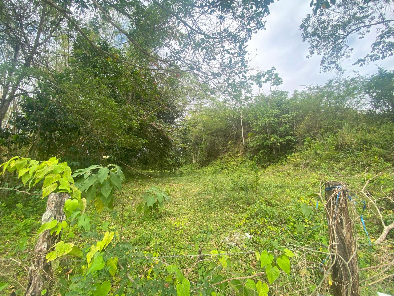 5.36-Acre-Prime-Development-Land-for-Sale-in-Anchovy-Jamaica Sixteenth image of 1 Childermas, Anchovy in Anchovy, St. James, Jamaica - property is For Sale