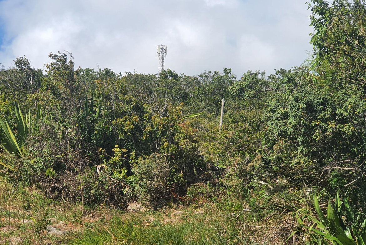 Eleventh image of Chatam, Lincoln P.o Mache in Lincoln, Manchester, Jamaica - property is For Sale