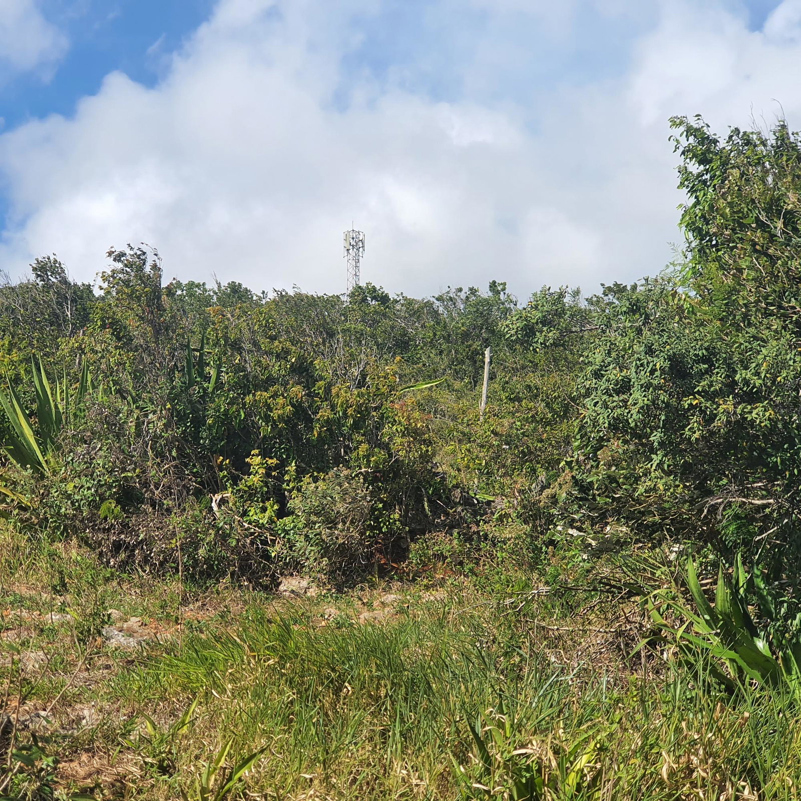 Eleventh image of Chatam, Lincoln P.o Mache in Lincoln, Manchester, Jamaica - property is For Sale