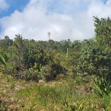 Eleventh image of Chatam, Lincoln P.o Mache in Lincoln, Manchester, Jamaica - property is For Sale