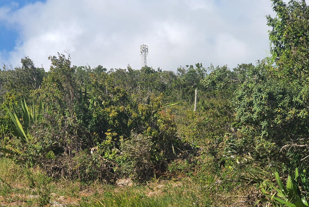 Twelfth image of Chatam, Lincoln P.o Mache in Lincoln, Manchester, Jamaica - property is For Sale