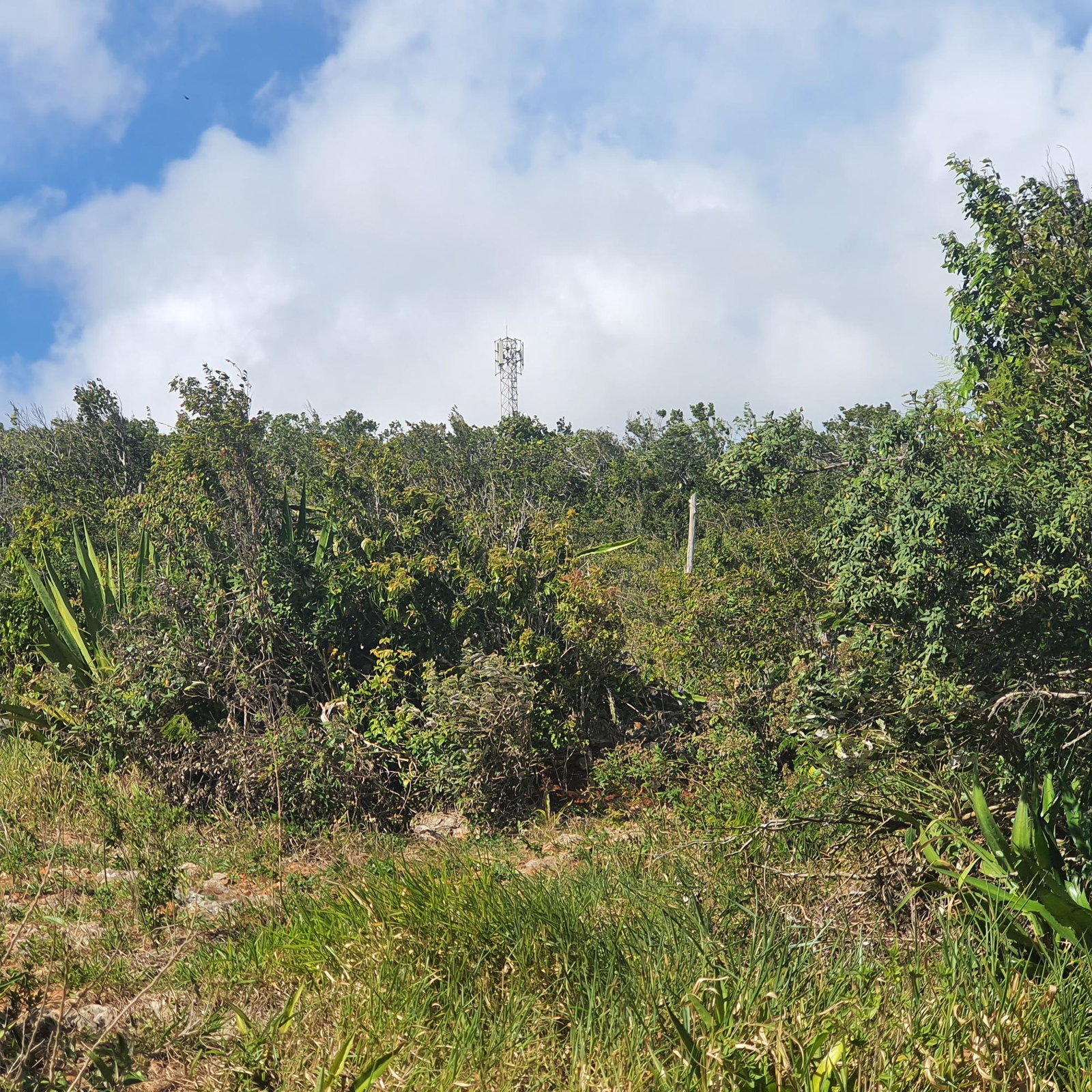 Twelfth image of Chatam, Lincoln P.o Mache in Lincoln, Manchester, Jamaica - property is For Sale
