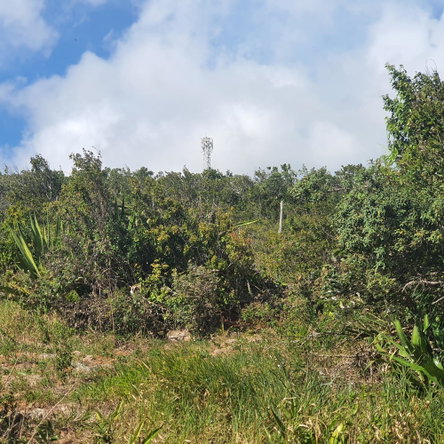 Twelfth image of Chatam, Lincoln P.o Mache in Lincoln, Manchester, Jamaica - property is For Sale
