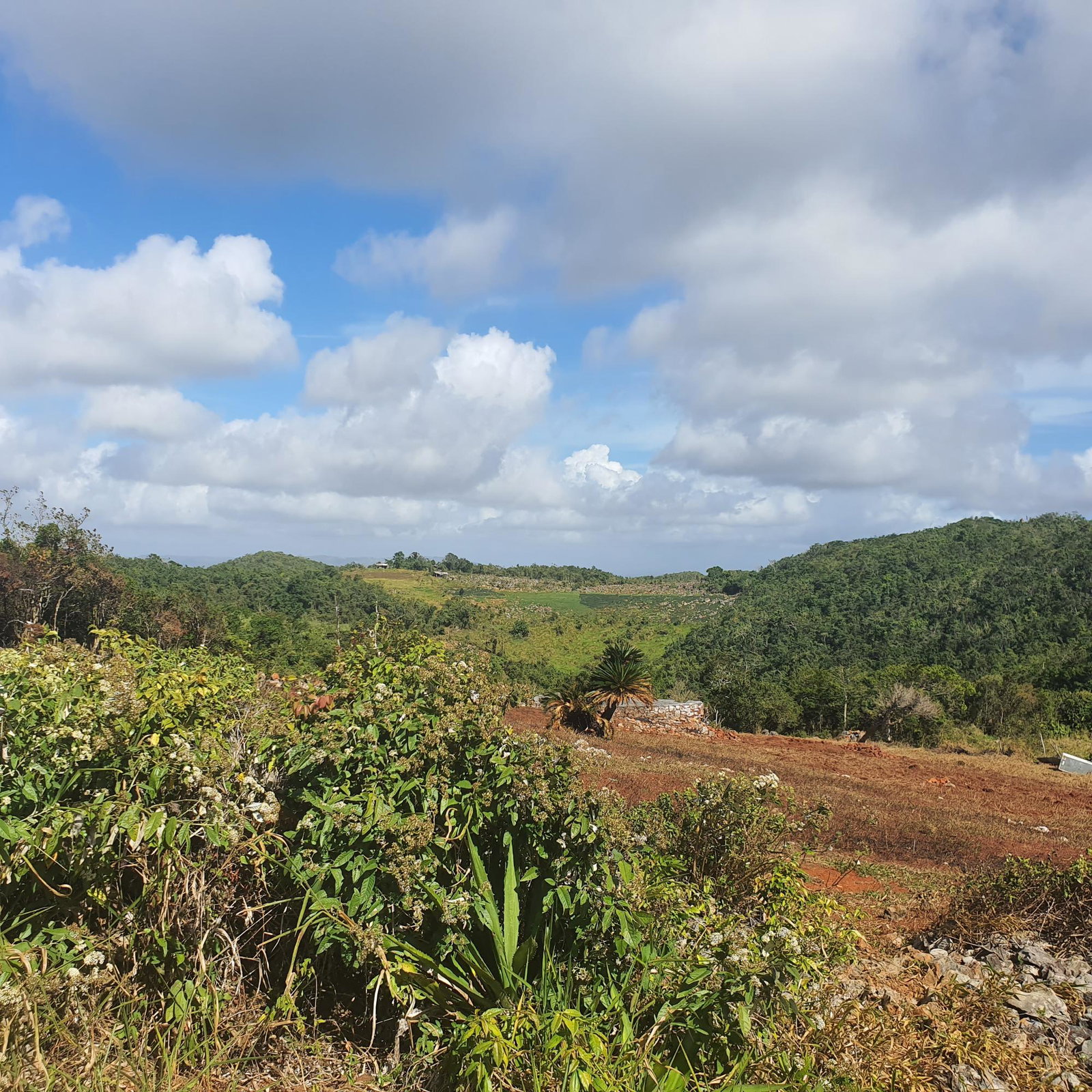 Fifteenth image of Chatam, Lincoln P.o Mache in Lincoln, Manchester, Jamaica - property is For Sale