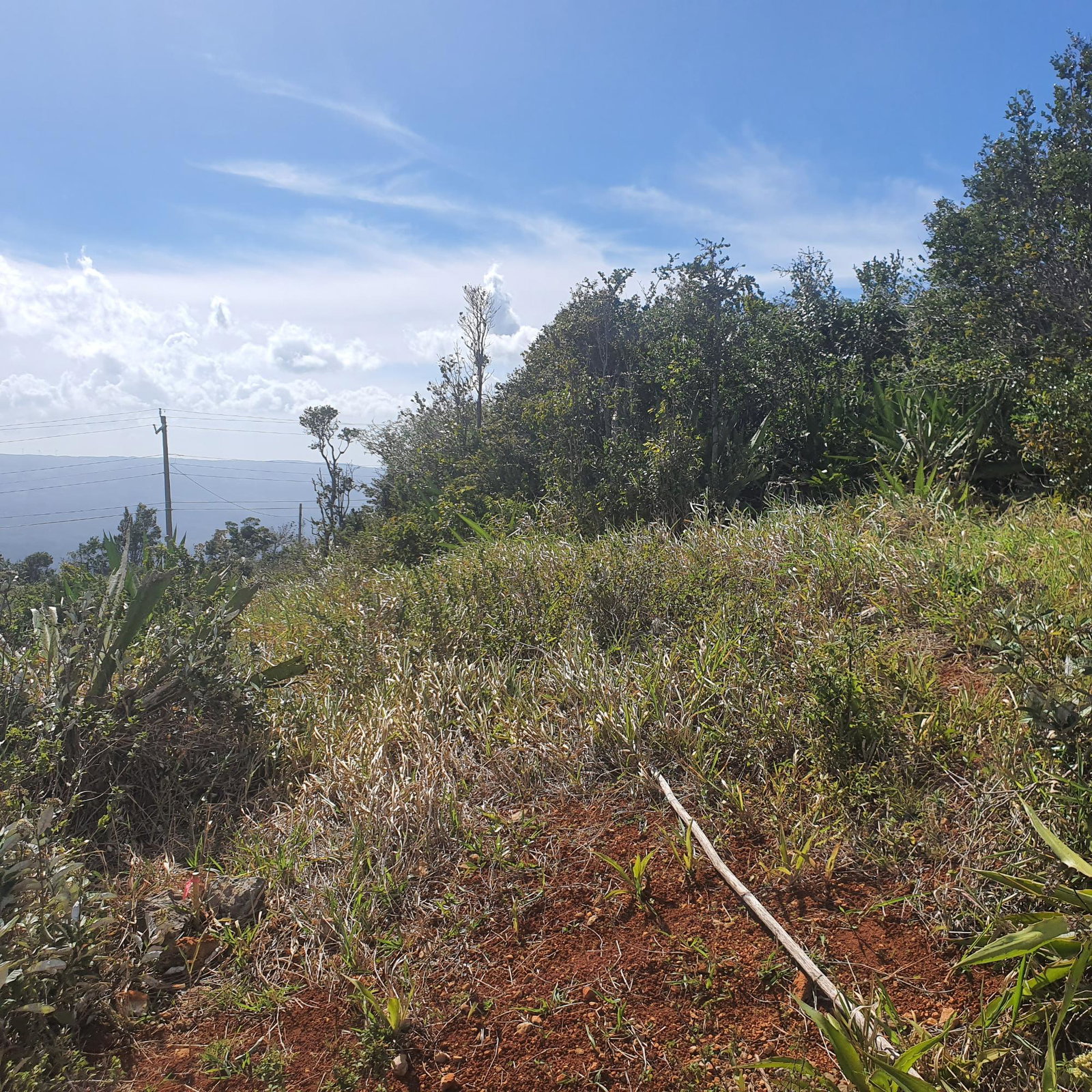 Eighteenth image of Chatam, Lincoln P.o Mache in Lincoln, Manchester, Jamaica - property is For Sale