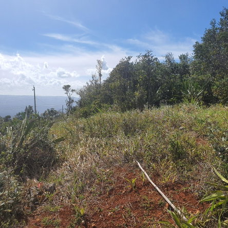 Eighteenth image of Chatam, Lincoln P.o Mache in Lincoln, Manchester, Jamaica - property is For Sale