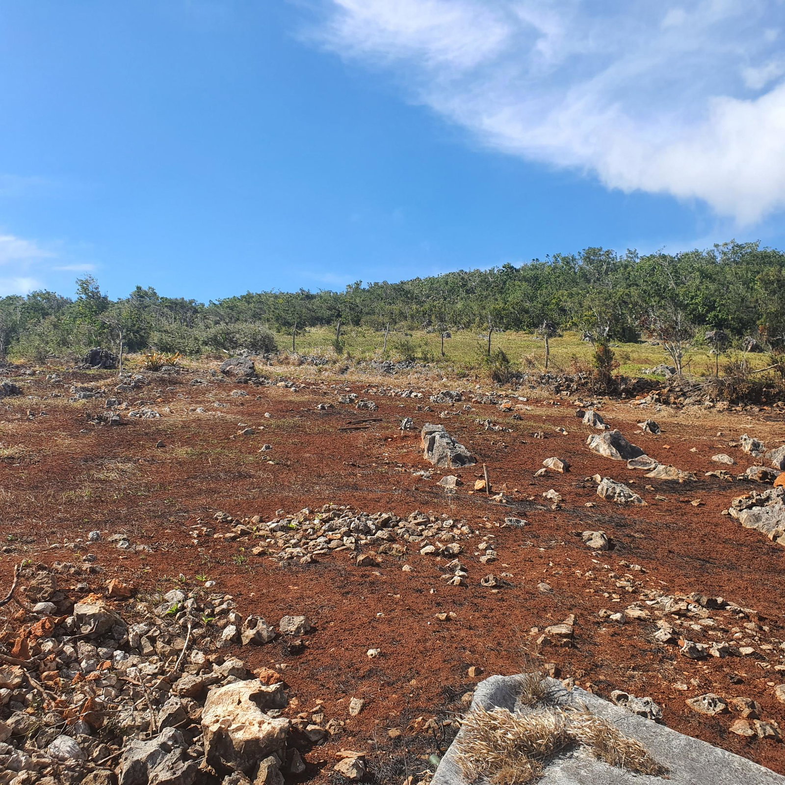 Twentieth image of Chatam, Lincoln P.o Mache in Lincoln, Manchester, Jamaica - property is For Sale