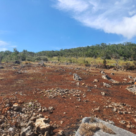 Twentieth image of Chatam, Lincoln P.o Mache in Lincoln, Manchester, Jamaica - property is For Sale