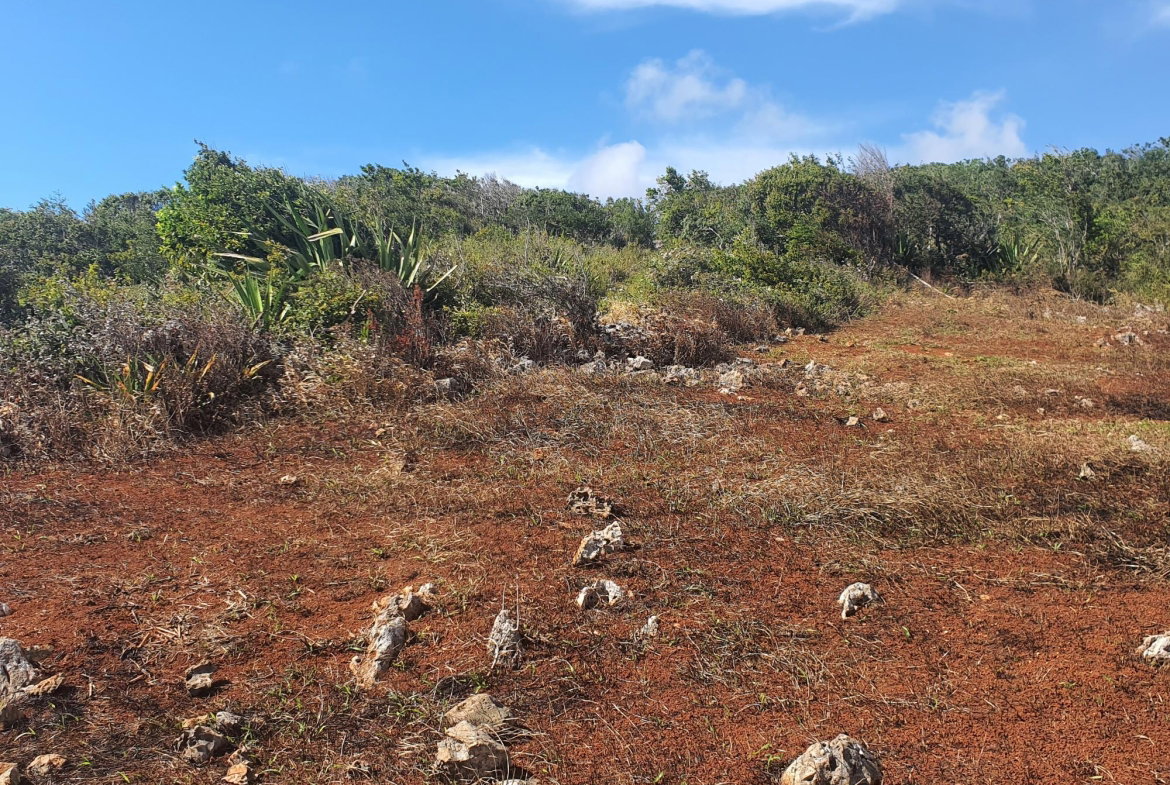 Twenty-Second image of Chatam, Lincoln P.o Mache in Lincoln, Manchester, Jamaica - property is For Sale