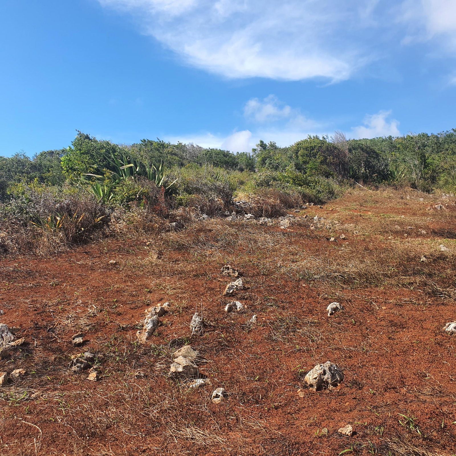 Twenty-Second image of Chatam, Lincoln P.o Mache in Lincoln, Manchester, Jamaica - property is For Sale