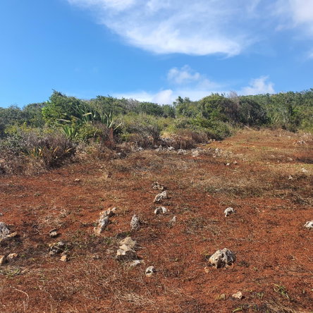 Twenty-Second image of Chatam, Lincoln P.o Mache in Lincoln, Manchester, Jamaica - property is For Sale