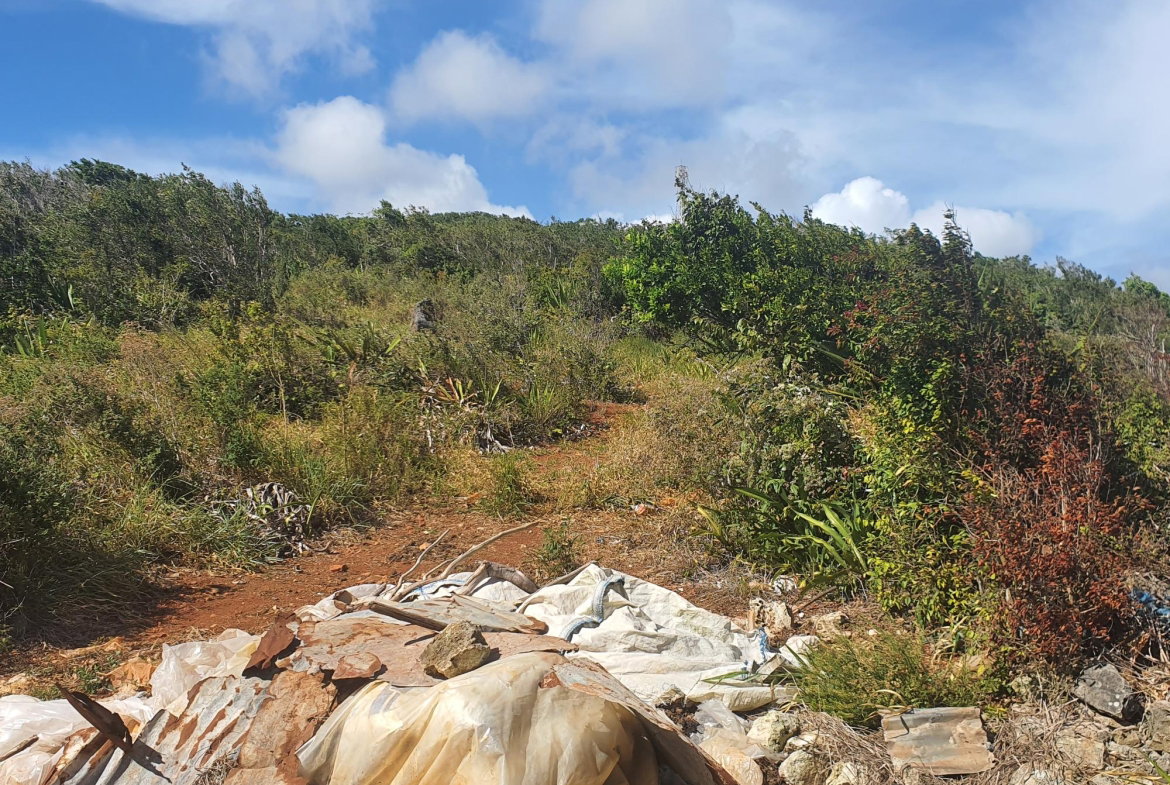 Twenty-Third image of Chatam, Lincoln P.o Mache in Lincoln, Manchester, Jamaica - property is For Sale
