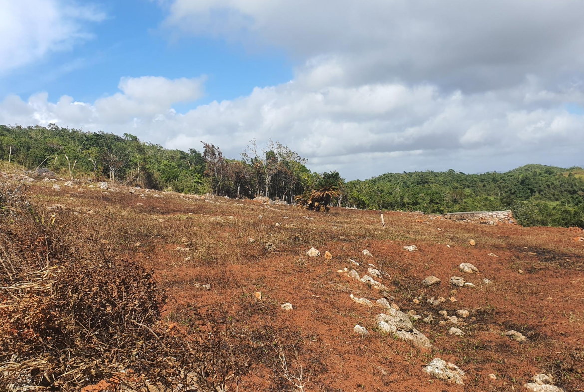 Twenty-Fourth image of Chatam, Lincoln P.o Mache in Lincoln, Manchester, Jamaica - property is For Sale