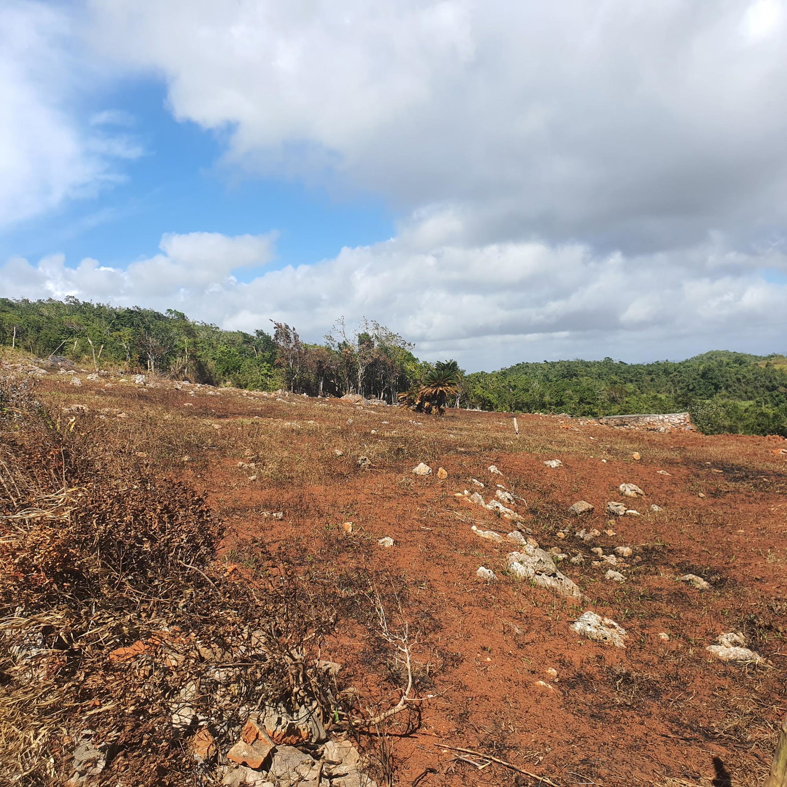 Twenty-Fourth image of Chatam, Lincoln P.o Mache in Lincoln, Manchester, Jamaica - property is For Sale
