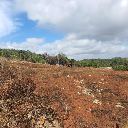 Twenty-Fourth image of Chatam, Lincoln P.o Mache in Lincoln, Manchester, Jamaica - property is For Sale