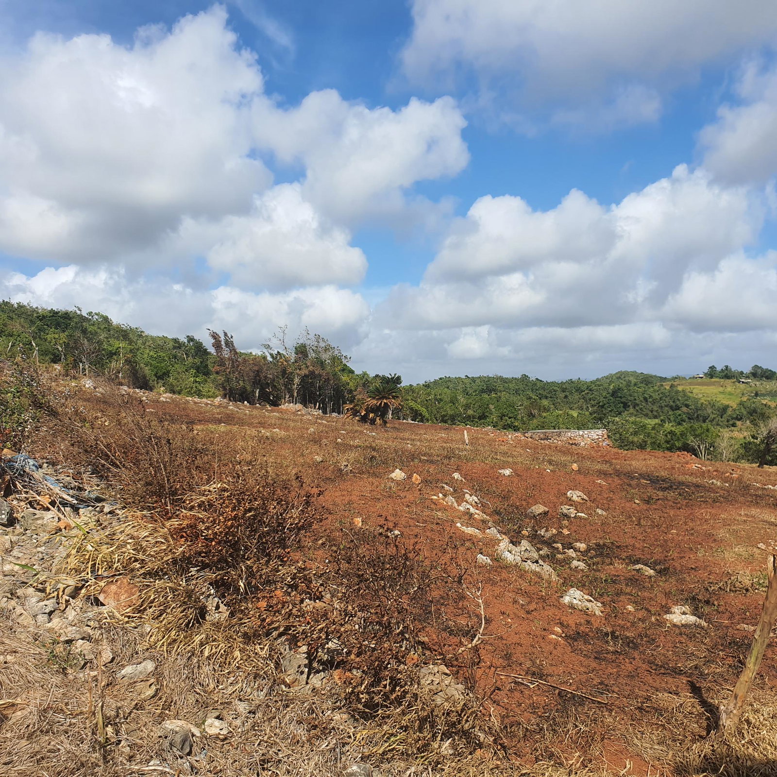 Eighth image of Chatam, Lincoln P.o Mache in Lincoln, Manchester, Jamaica - property is For Sale