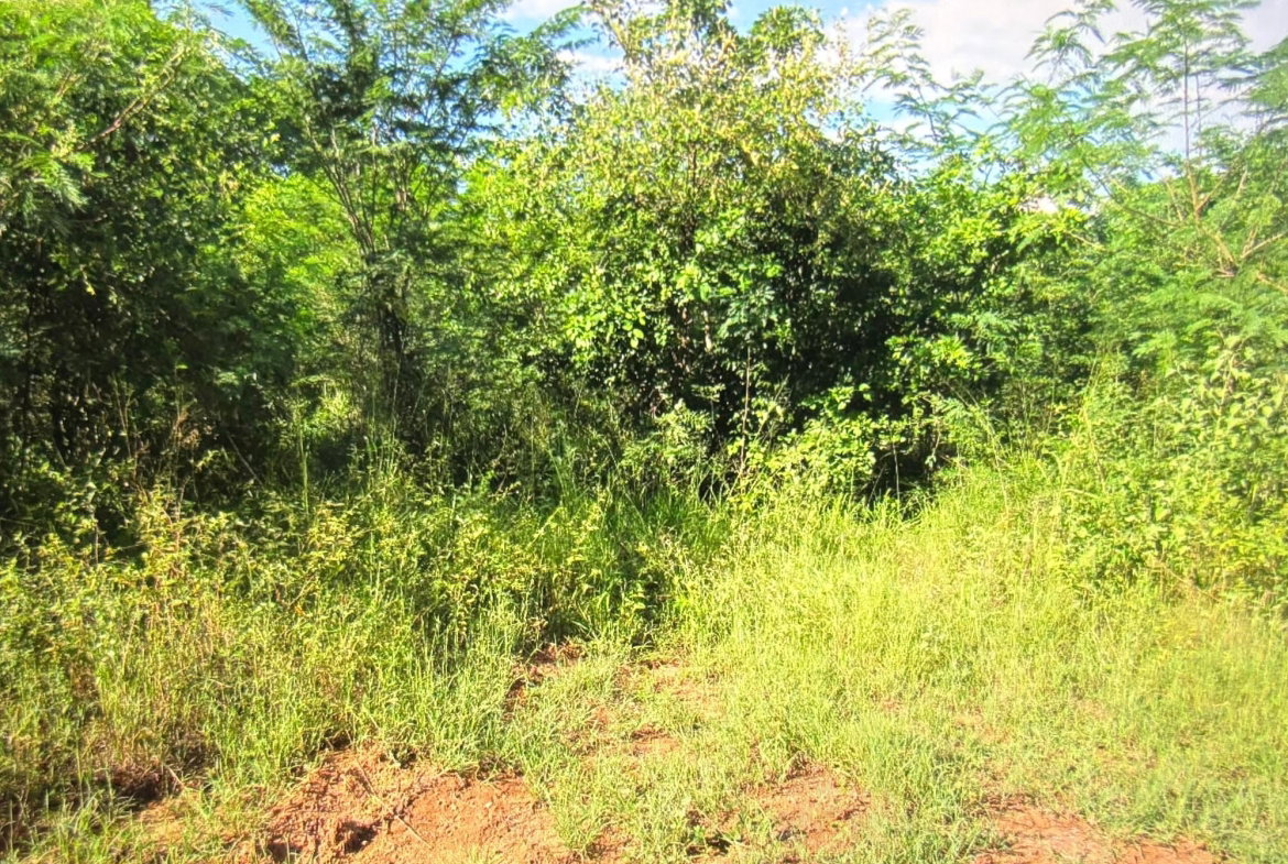 Third image of Lot 12- Green Park, Palmers Cross in Palmers Cross, Clarendon, Jamaica - property is For Sale