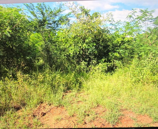 Third image of Lot 12- Green Park, Palmers Cross in Palmers Cross, Clarendon, Jamaica - property is For Sale