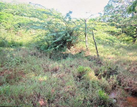 Fourth image of Lot 12- Green Park, Palmers Cross in Palmers Cross, Clarendon, Jamaica - property is For Sale