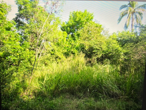 Fifth image of Lot 12- Green Park, Palmers Cross in Palmers Cross, Clarendon, Jamaica - property is For Sale