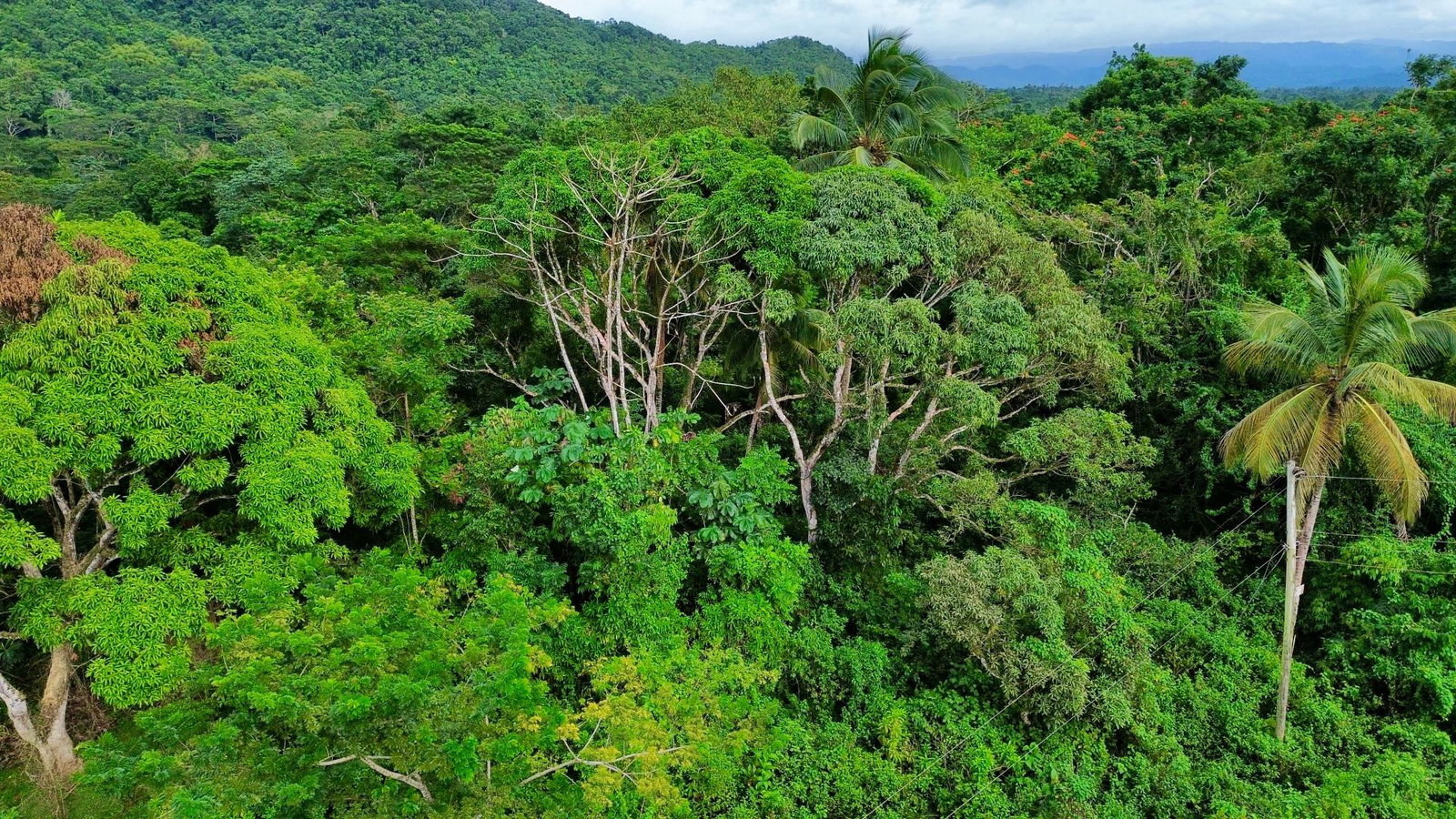 First image of 98 Burnt Ground, Hanover in Ramble, Hanover, Jamaica - property is For Sale