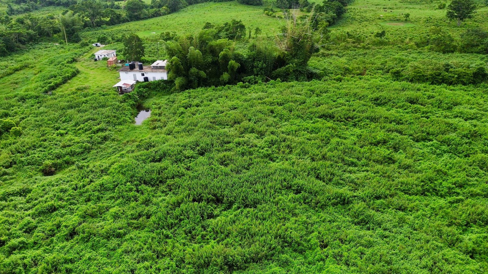 Third image of 88 Burnt Ground, Hanover in Ramble, Hanover, Jamaica - property is For Sale