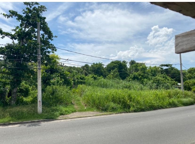 Fifth image of Gibraltor Estate, st Mary in Annotto Bay, St. Mary, Jamaica - property is For Sale