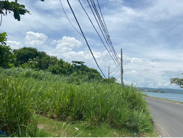 Eighth image of Gibraltor Estate, st Mary in Annotto Bay, St. Mary, Jamaica - property is For Sale