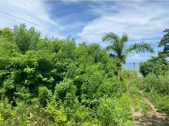 Ninth image of Gibraltor Estate, st Mary in Annotto Bay, St. Mary, Jamaica - property is For Sale
