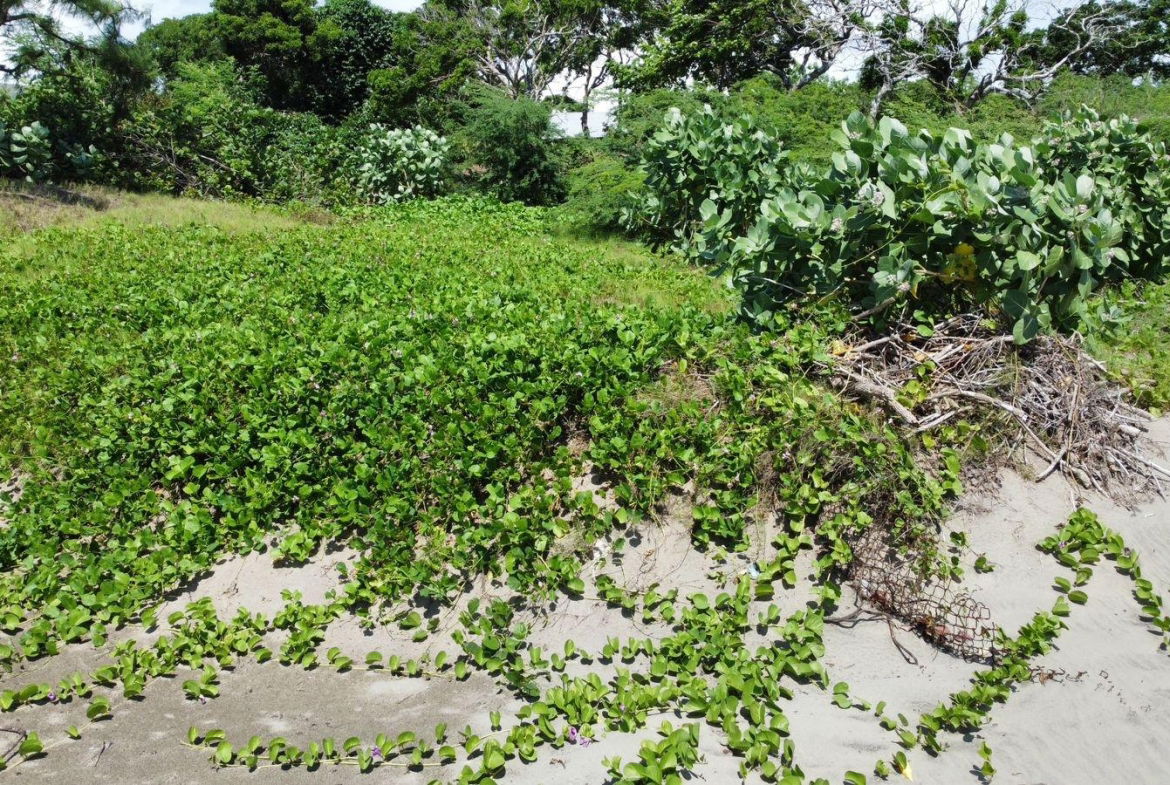 Seventh image of Billys Bay Treasure Beach in Treasure Beach, St. Elizabeth, Jamaica - property is For Sale