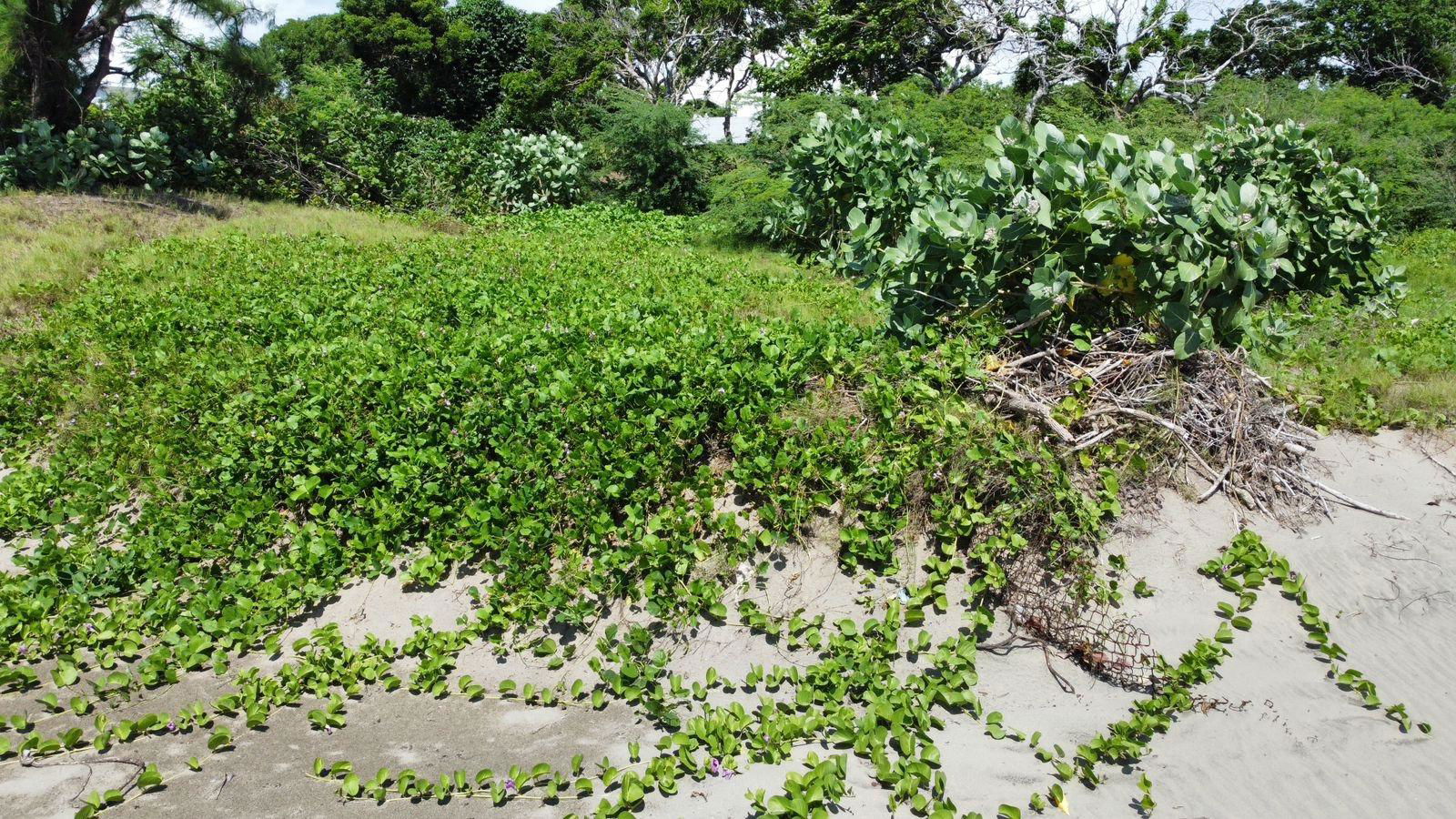 Seventh image of Billys Bay Treasure Beach in Treasure Beach, St. Elizabeth, Jamaica - property is For Sale