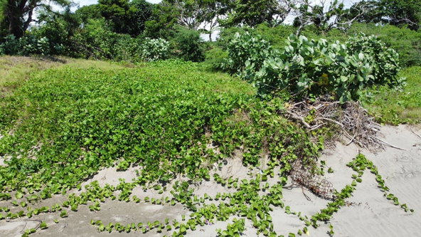 Seventh image of Billys Bay Treasure Beach in Treasure Beach, St. Elizabeth, Jamaica - property is For Sale