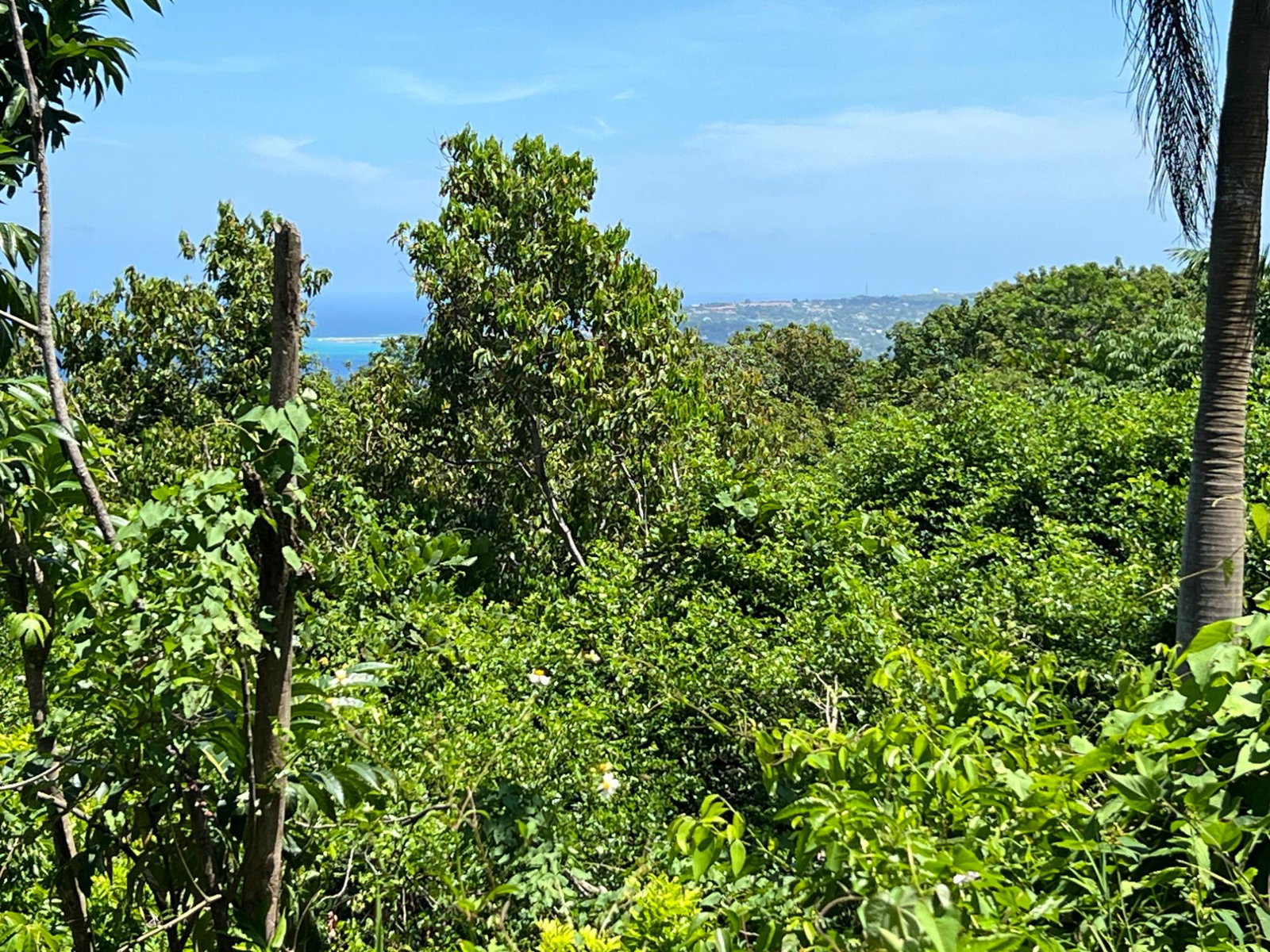 Twenty-Ninth image of Lot 24 Clarridge Hall in Spring Garden, St. James, Jamaica - property is For Sale